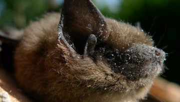 Pipistrelle commune