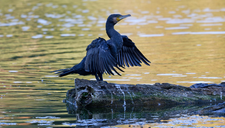 grand cormoran faisant sécher ses ailes