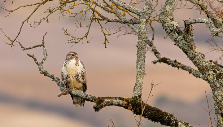 Buse variable (Buteo buteo) - © Françoise Touhe - FlickR