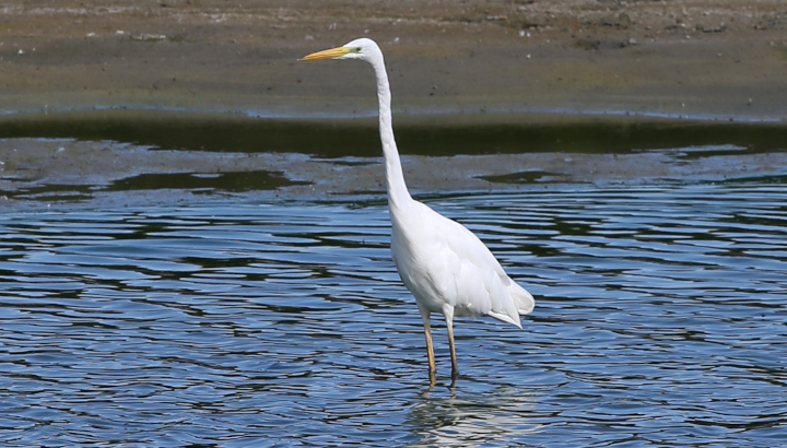 Grande Aigrette (Ardea alba) © Nicolas Macaire / LPO