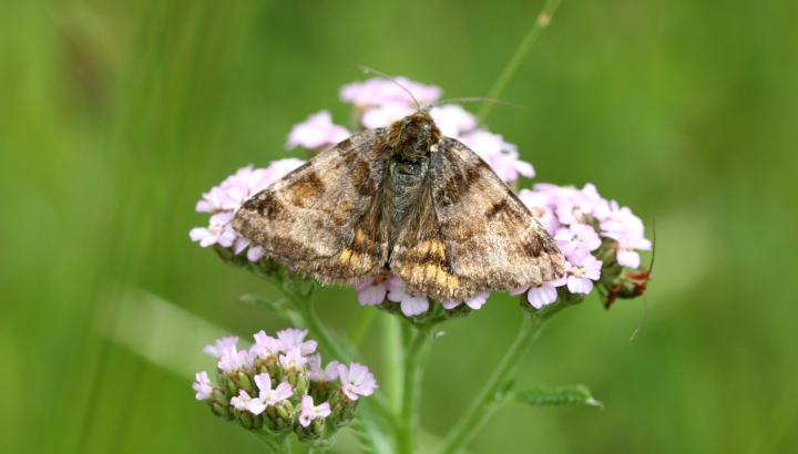Doublure jaune (Euclidia glyphica) © Nicolas Macaire / LPO