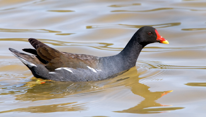 Gallinule poule-d’eau (Gallinula chloropus) © Jean-Jacques Carlier