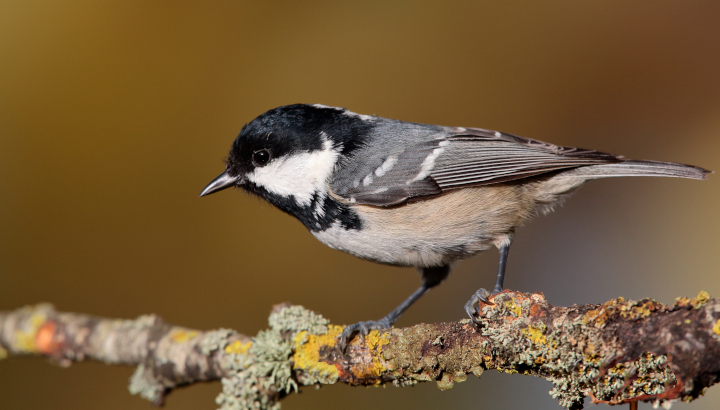 Mésange noire (Periparus ater) © Alain Boullah