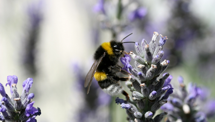 Bourdon terrestre (Bombus terrestris) © Nicolas Macaire