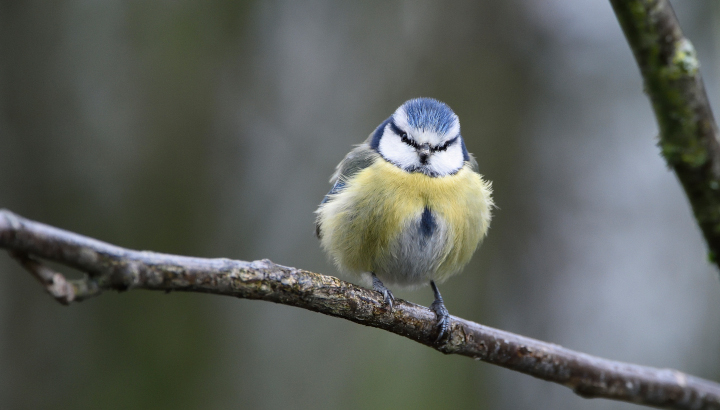 Mésange bleue de face posée sur une branche, le vent dans les plumes. Le plumage gonflé et humide.