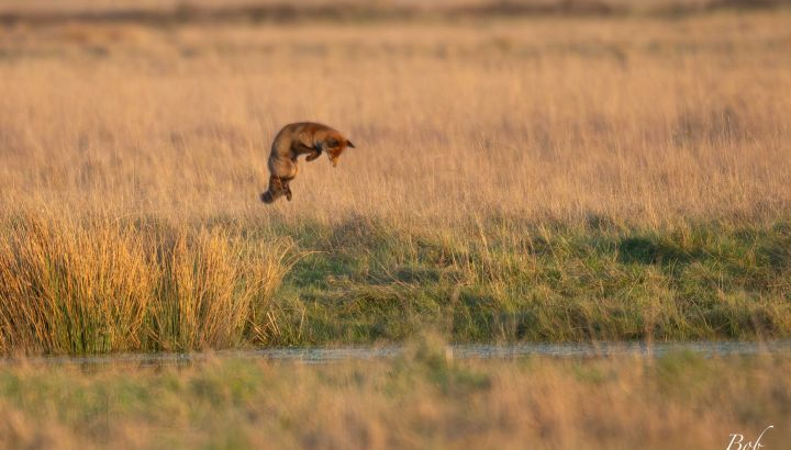Une quarantaine de mammifères peuplent la réserve naturelle nationale de Saint-Denis du Payré.