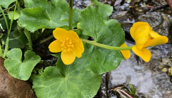 Populage des marais (Caltha palustris) © Nicolas Macaire / LPO