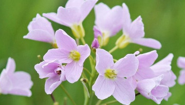 Cardamine des prés