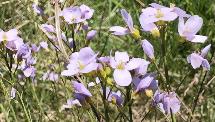 Cardamine des prés (Cardamine pratensis) © Nicolas Macaire / LPO