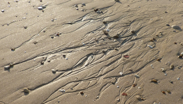 Découverte sensible et scientifique de la réserve naturelle de Moëze-Oléron