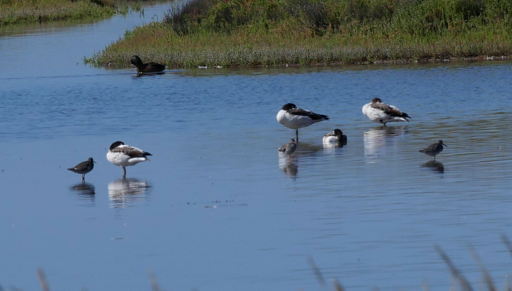 La Balade crépusculaire à la réserve naturelle de Moëze-Oléron