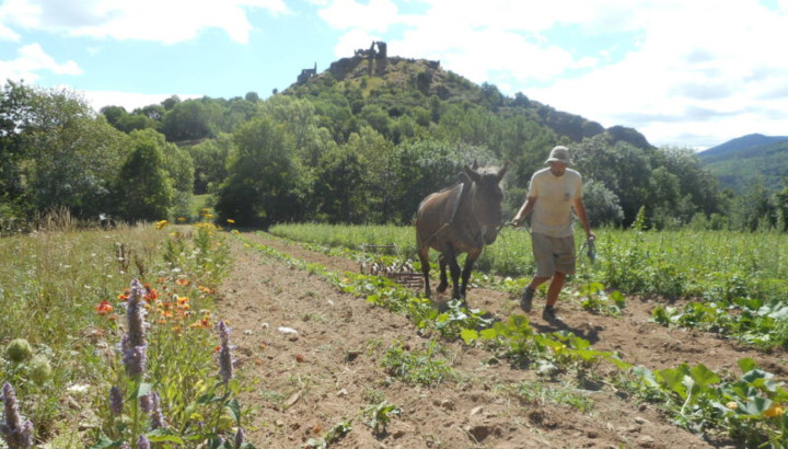 cheval et fermier tractant dans le champ