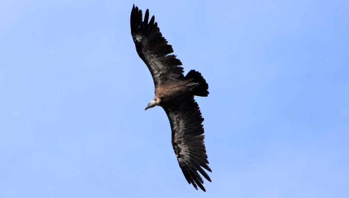 Vautour fauve