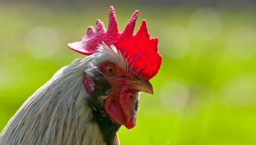 © Jean-Jacques Carlier