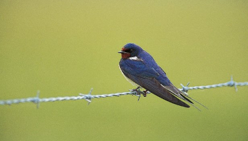 Hirondelle rustique sur un fil barbelé