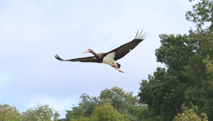 Cigogne noire © Didier Barraud