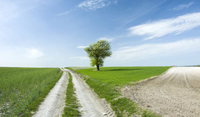 arbre isolé