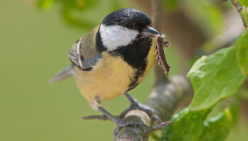 Mésange charbonnière avec une chenille au bec