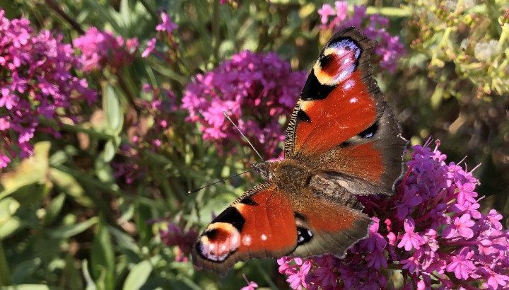 Paon du jour (Aglais io) © Nicolas Macaire / LPO