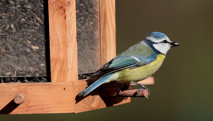 Mésange bleue perchée sur une mangeoire prête à s'envoler, une graine de tournesol noir dans le bec