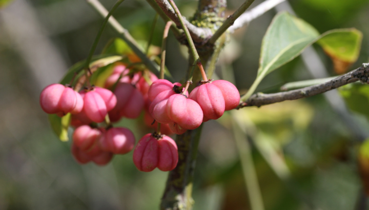 Fusain d'Europe (Euonymus europaeus) © Nicolas Macaire / LPO