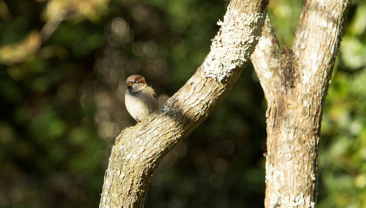 Moineau domestique posé sur un arbre