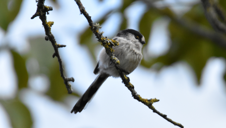 Orite à longue queue _ Mathias ROTH