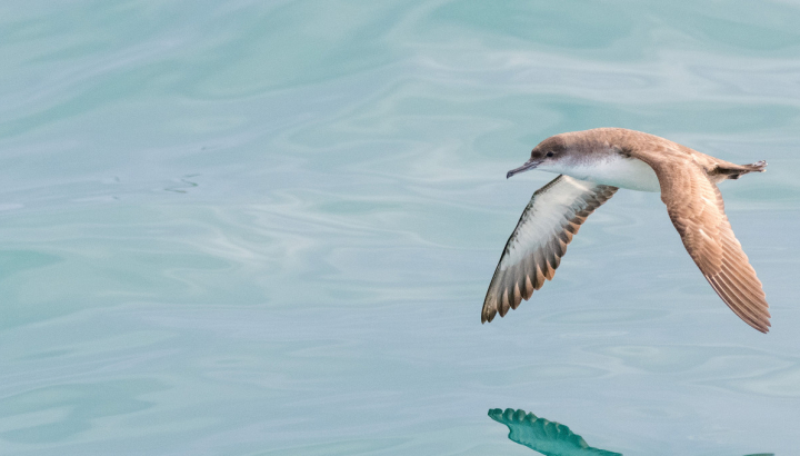 Puffin des Baléares volant au dessus de l'eau