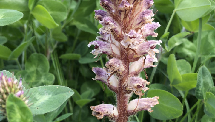 Orobanche du trèfle (Orobanche minor) © Nicolas Macaire / LPO