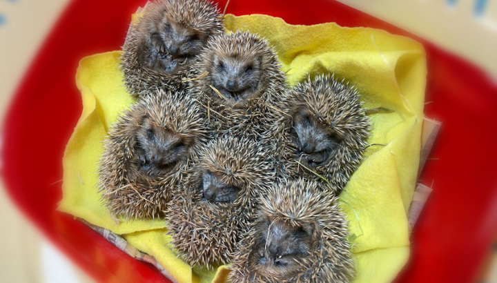 Hérisson d'Europe en soins - CRSFS LPO PACA
