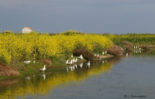 groupe observant les oiseaux sur la Réserve