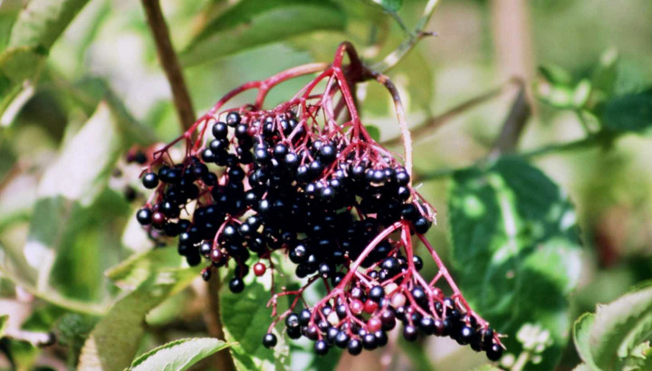 Sureau noir (Sambucus nigra) © Nicolas Macaire / LPO