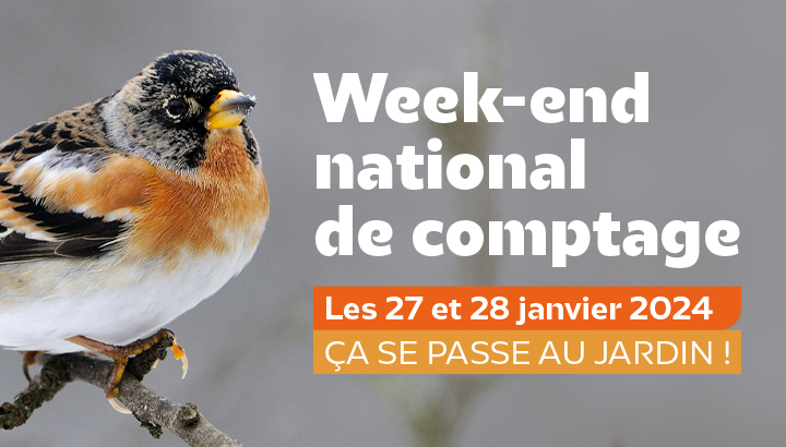 Pinson du Nord posé sur une branche gelée et texte week-end national de comptage : les 27 et 28 jnavier 2024 ça se passe au jardin !