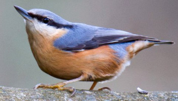 Sittelle torchepot (Sitta europaea)