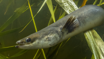 Anguille d'Europe (Anguilla anguilla) / istock