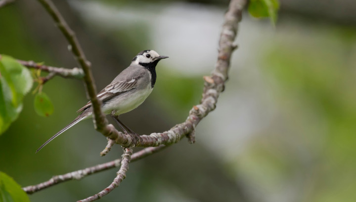 Bergeronnette grise posée sur une branche