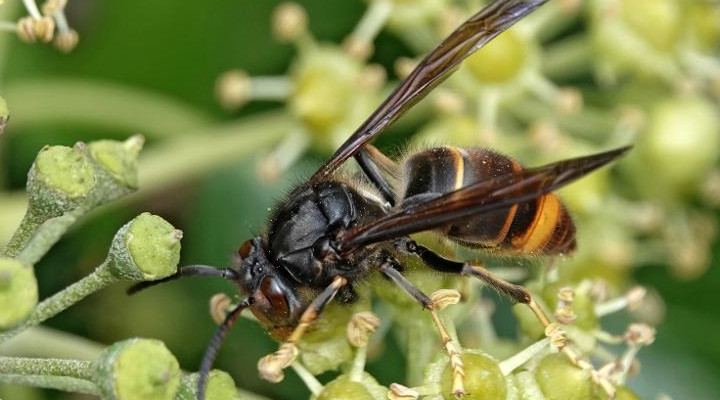 Frelon asiatique ou Frelon à pattes jaunes (Vespa velutina nigrithorax) © Stanislas Wroza