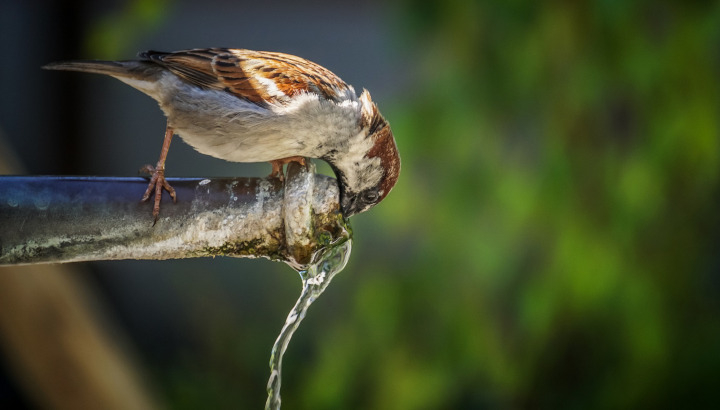 Moineau buvant de l'eau par "165106" sur Pixabay