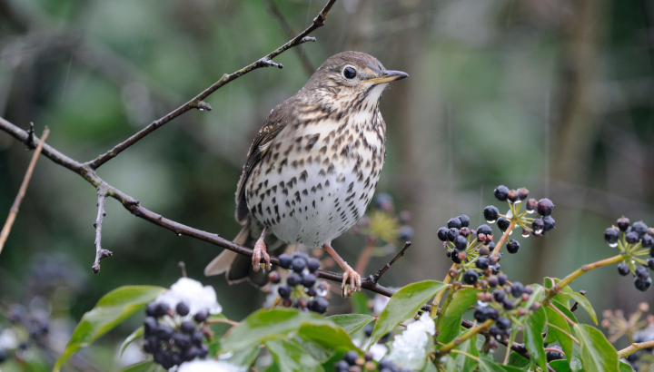 Grive musicienne (Turdus philomelos)