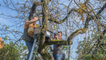 Installation des jeunes chevêches dans le nichoir