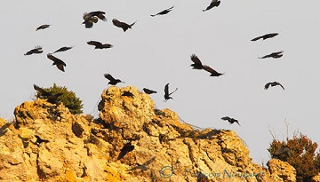 Craves à bec rouge en vol