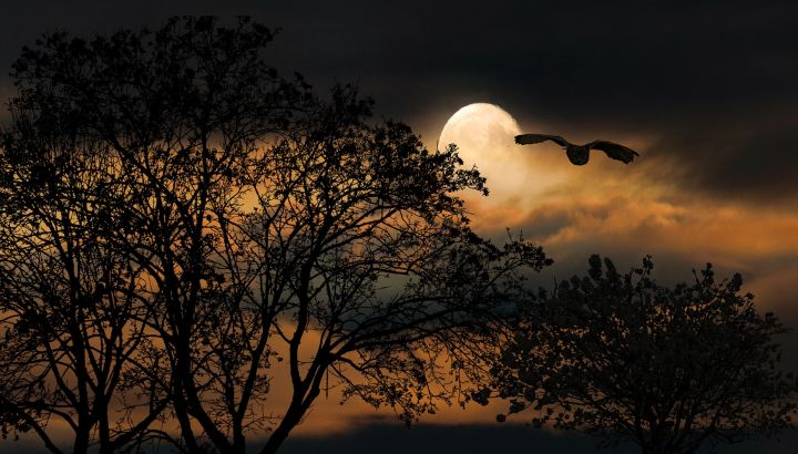 La nuit tous les oiseaux sont gris ?