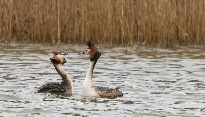 Grèbe huppé @Ch De Muizon