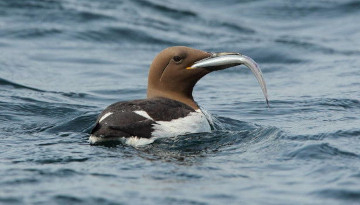 Guillemot de Troïl (Uria aalge) tenant un poisson dans son bec