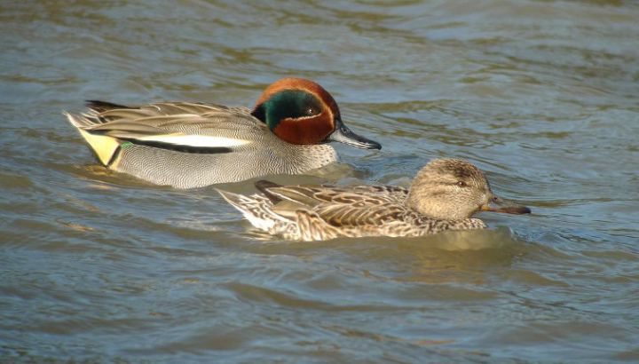 Sarcelle d'hiver couple