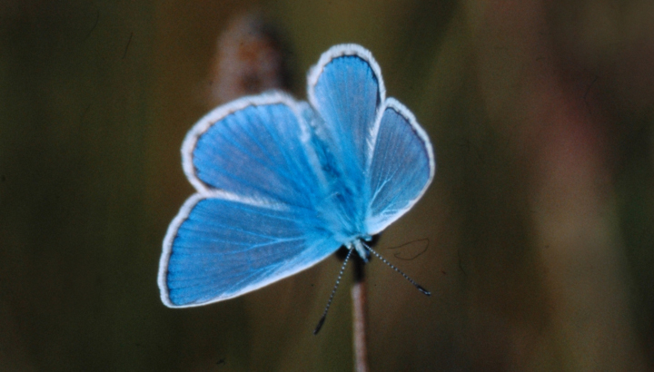 Azuré commun (Polyommatus icarus) © Nicolas Macaire / LPO