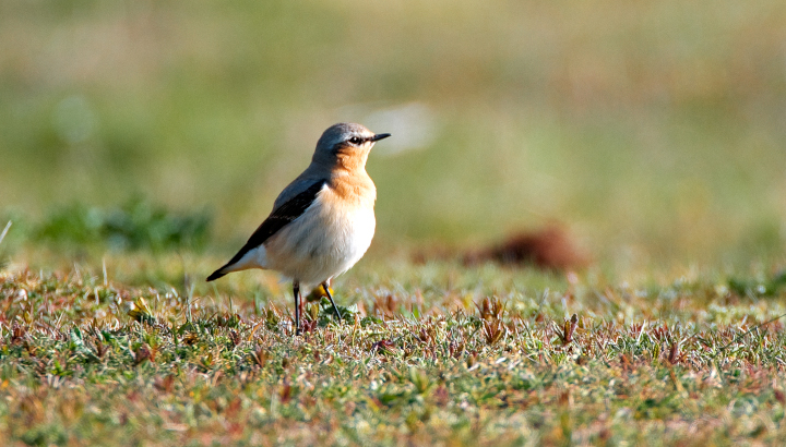 Traquet motteux (Oenanthe oenanthe) mâle © Jean-Jacques Carlier