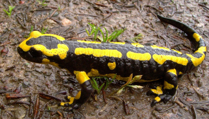 Salamandre tachetée (Salamandra salamandra) © Stefan Foffmann - Pixabay