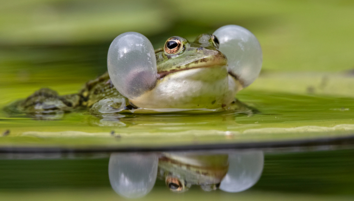 Amphibien posé sur un nénuphar