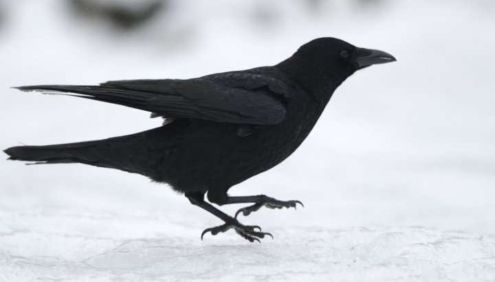 Corneille noire sur la neige